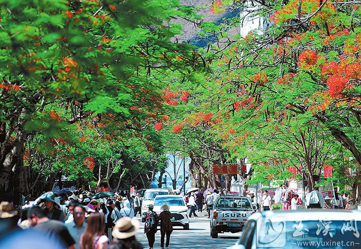 25年5月16日绿汁凤凰花开.jpg 25年5月16日绿汁凤凰花开.jpg